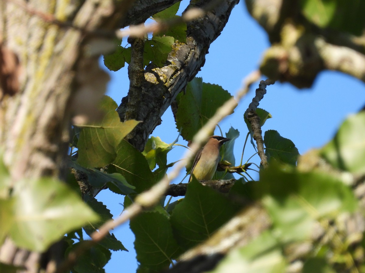Cedar Waxwing - ML645053035