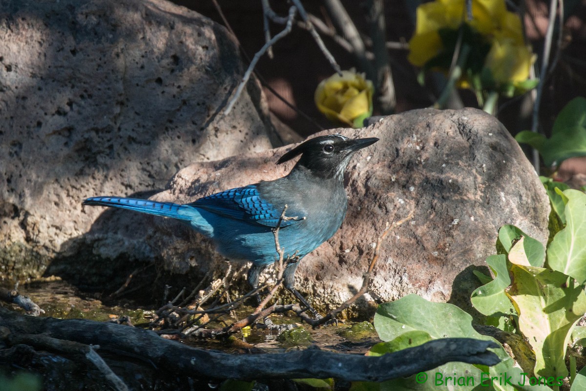 Steller's Jay - ML645053036