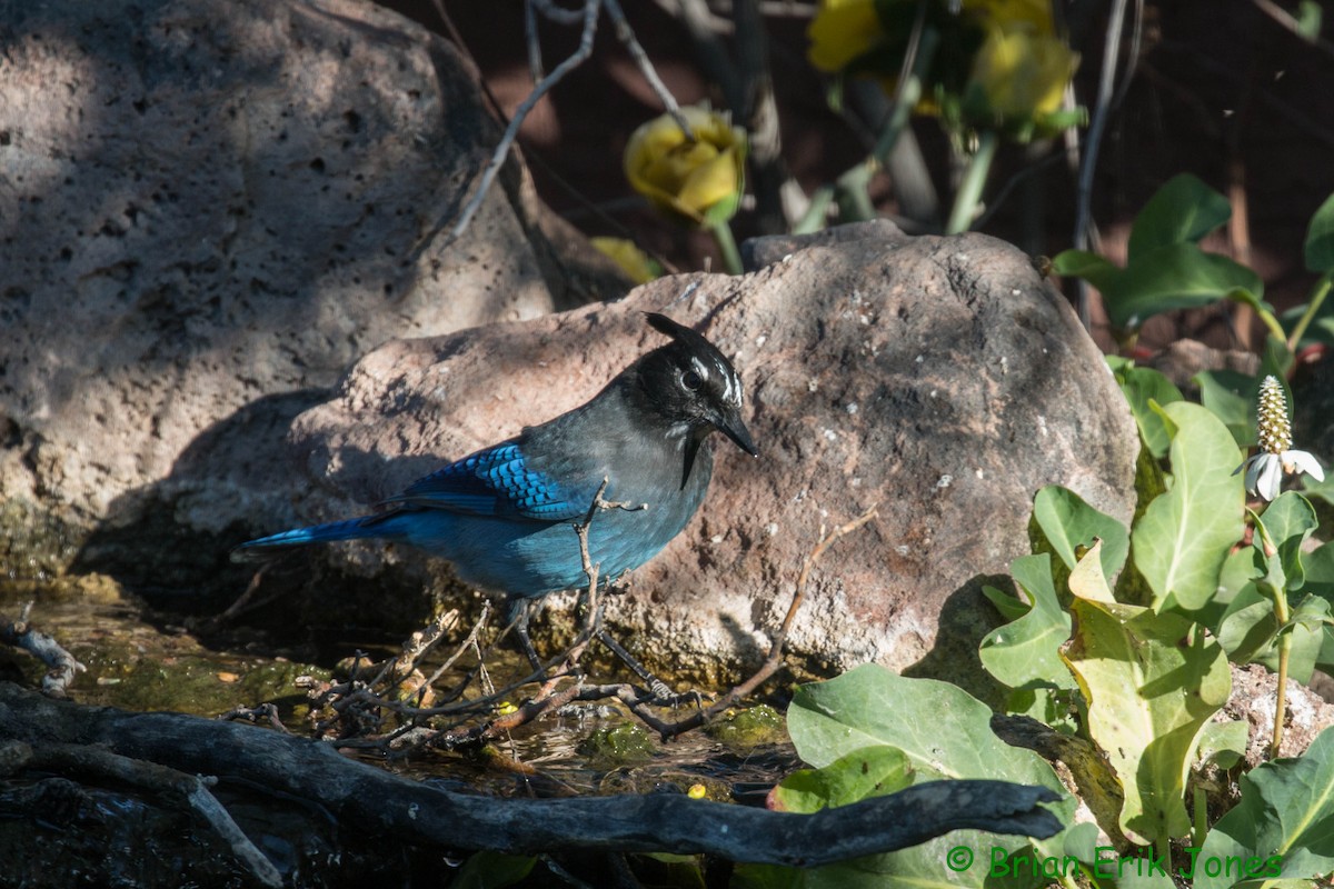 Steller's Jay - ML645053037