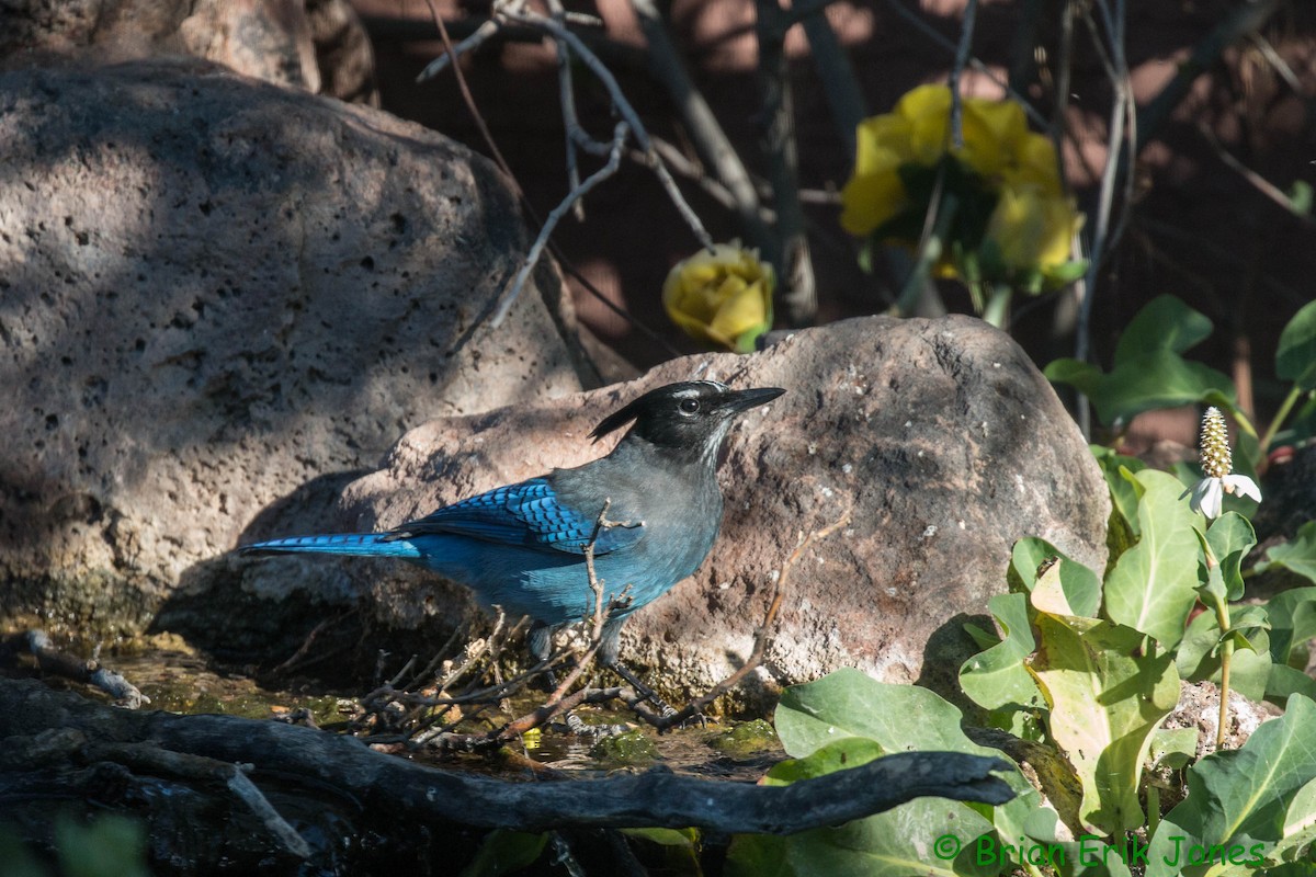 Steller's Jay - ML645053039
