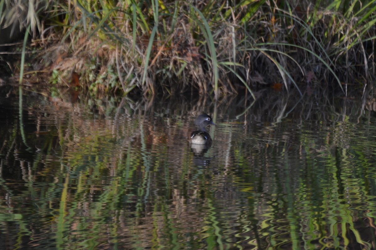 Anatra sposa - ML645053042