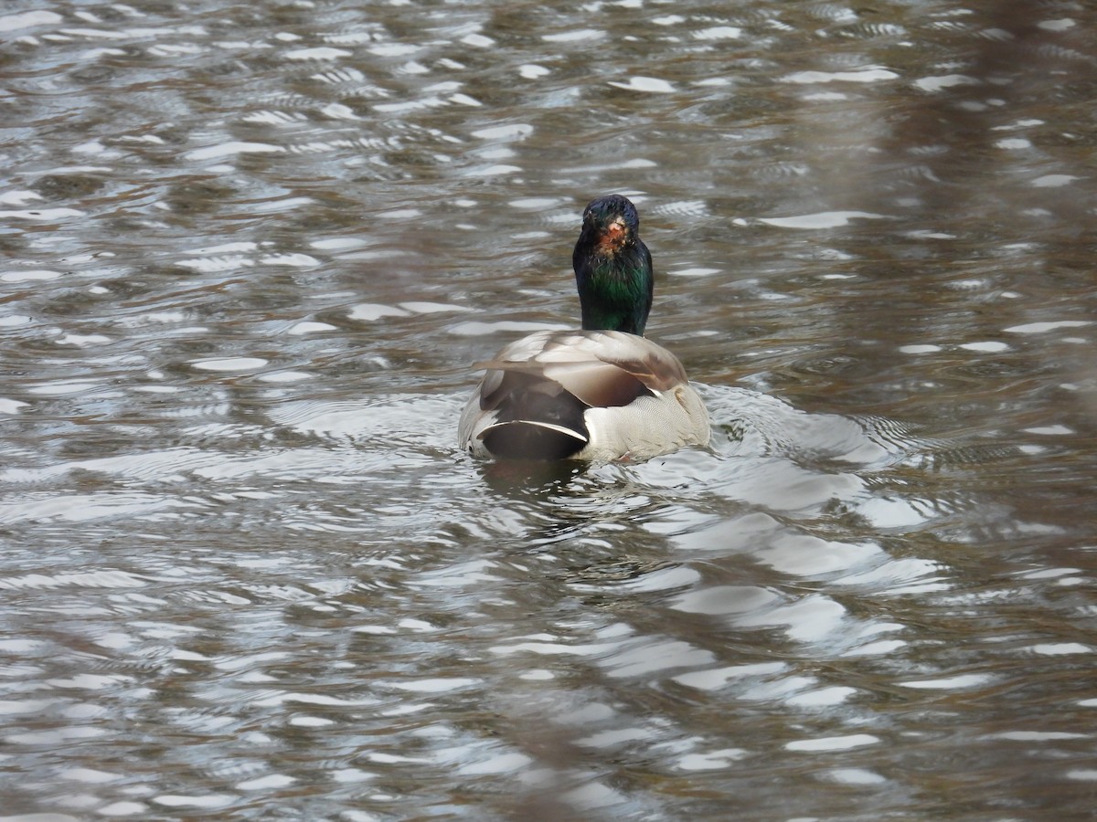 Mallard - ML645053049