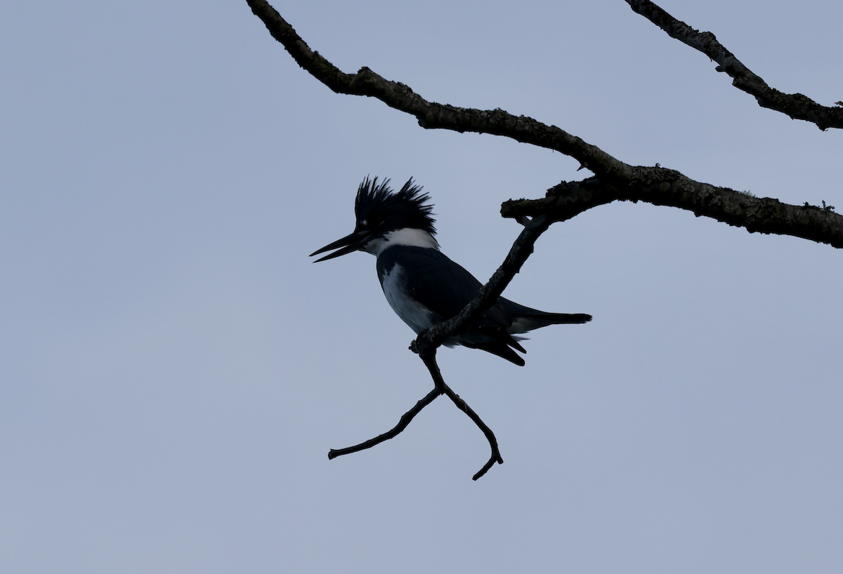 Belted Kingfisher - ML645053063