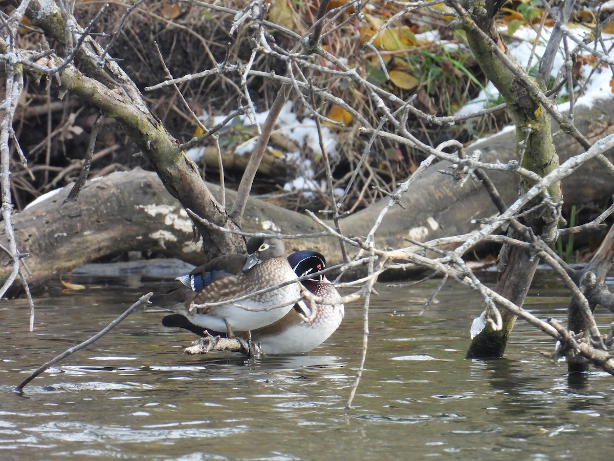 Anatra sposa - ML645053064