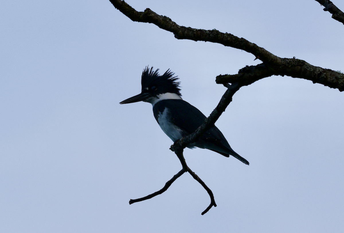 Belted Kingfisher - ML645053067