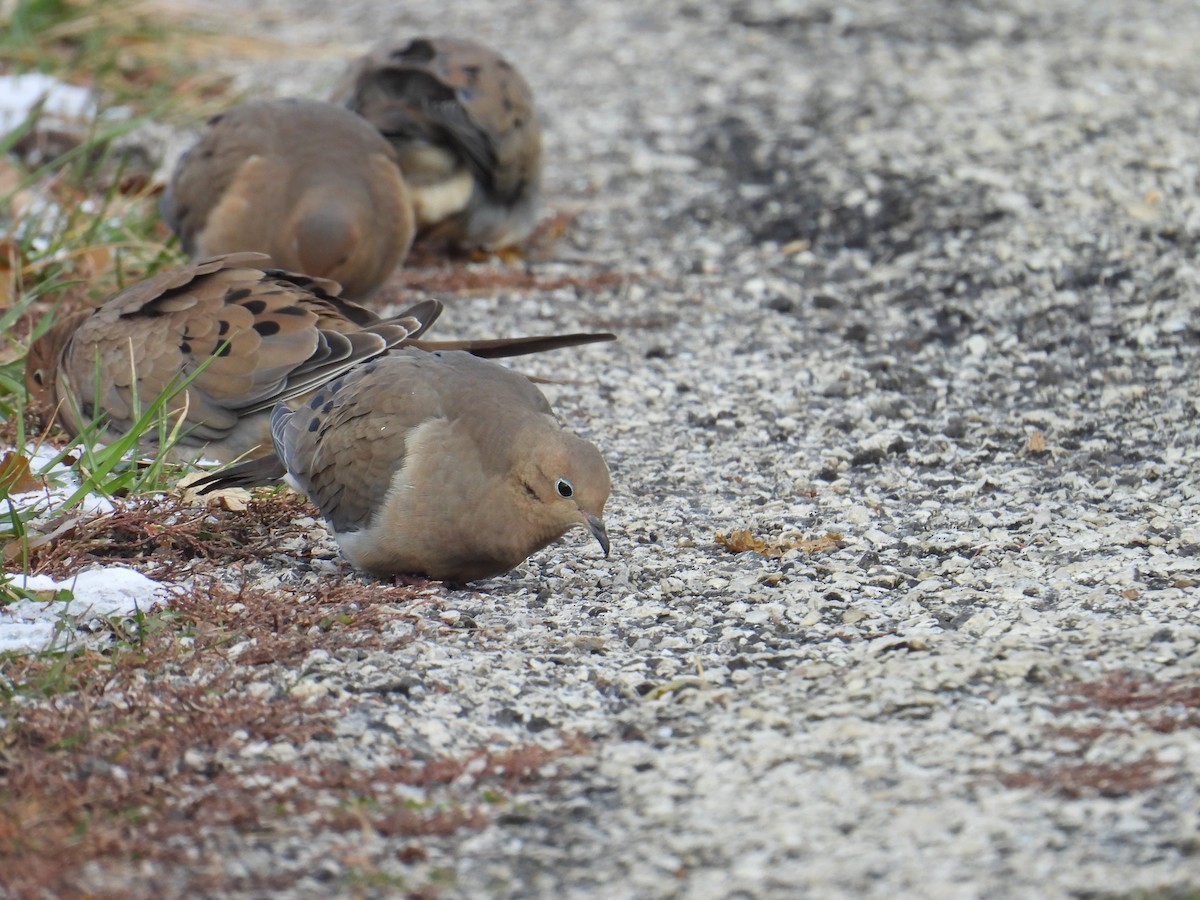 Mourning Dove - ML645053069