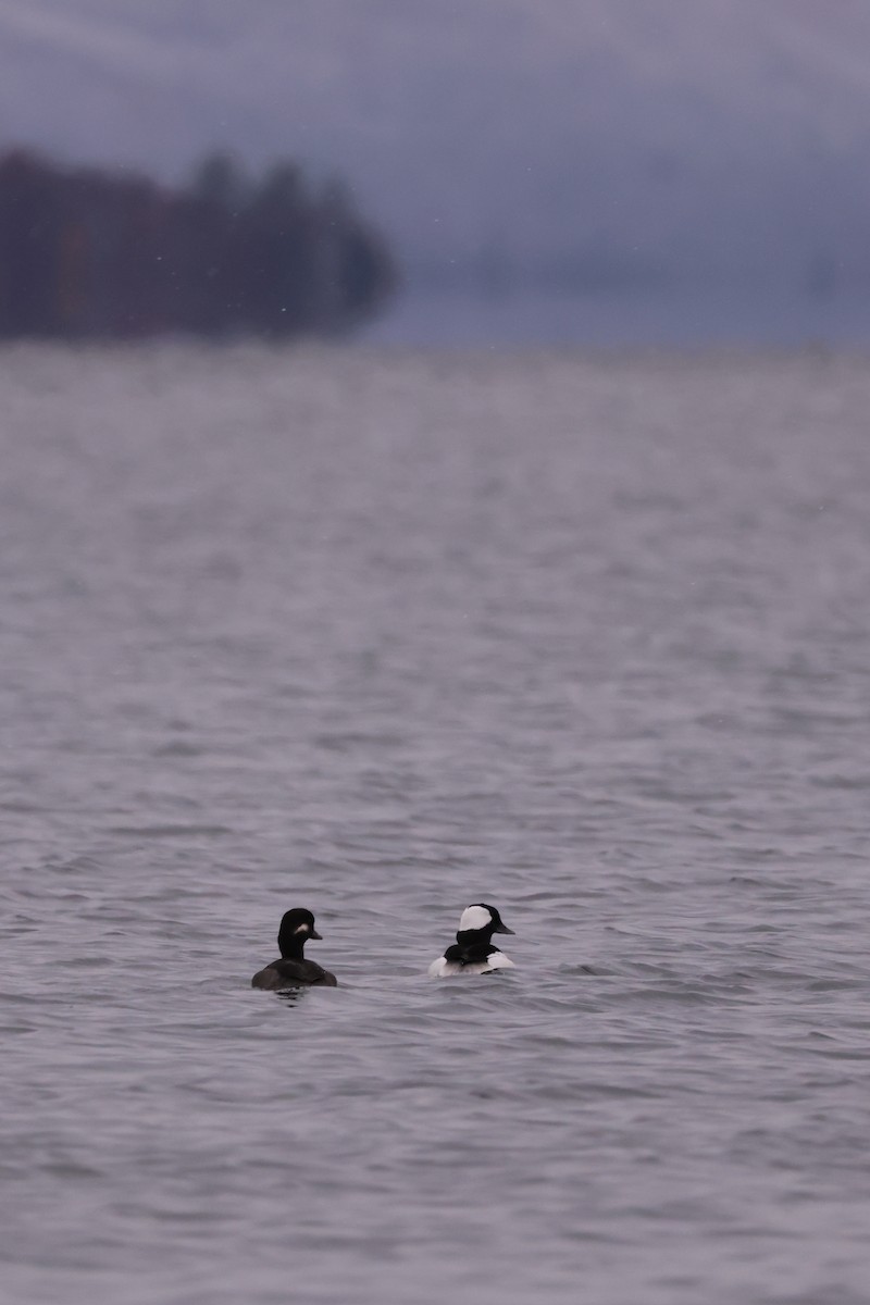 Bufflehead - ML645053085