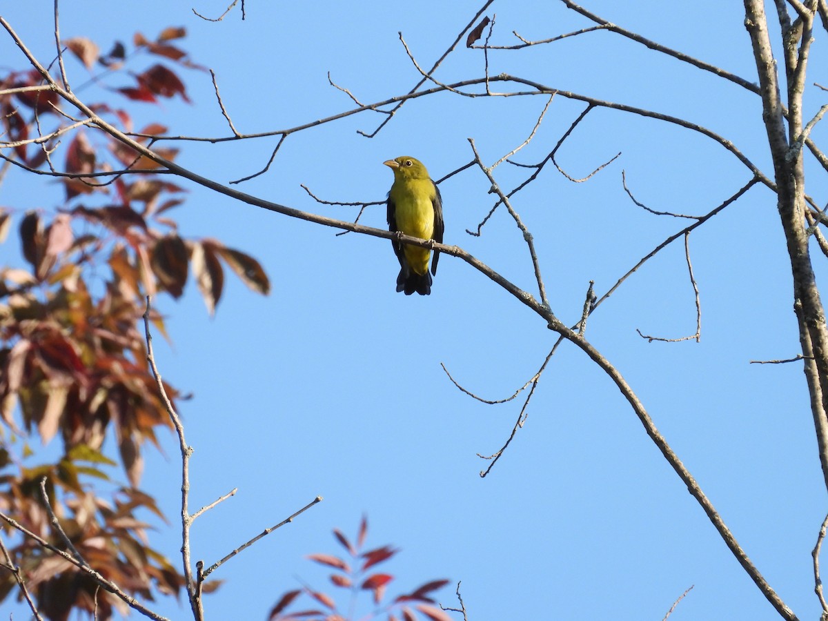 Scarlet Tanager - ML645053087