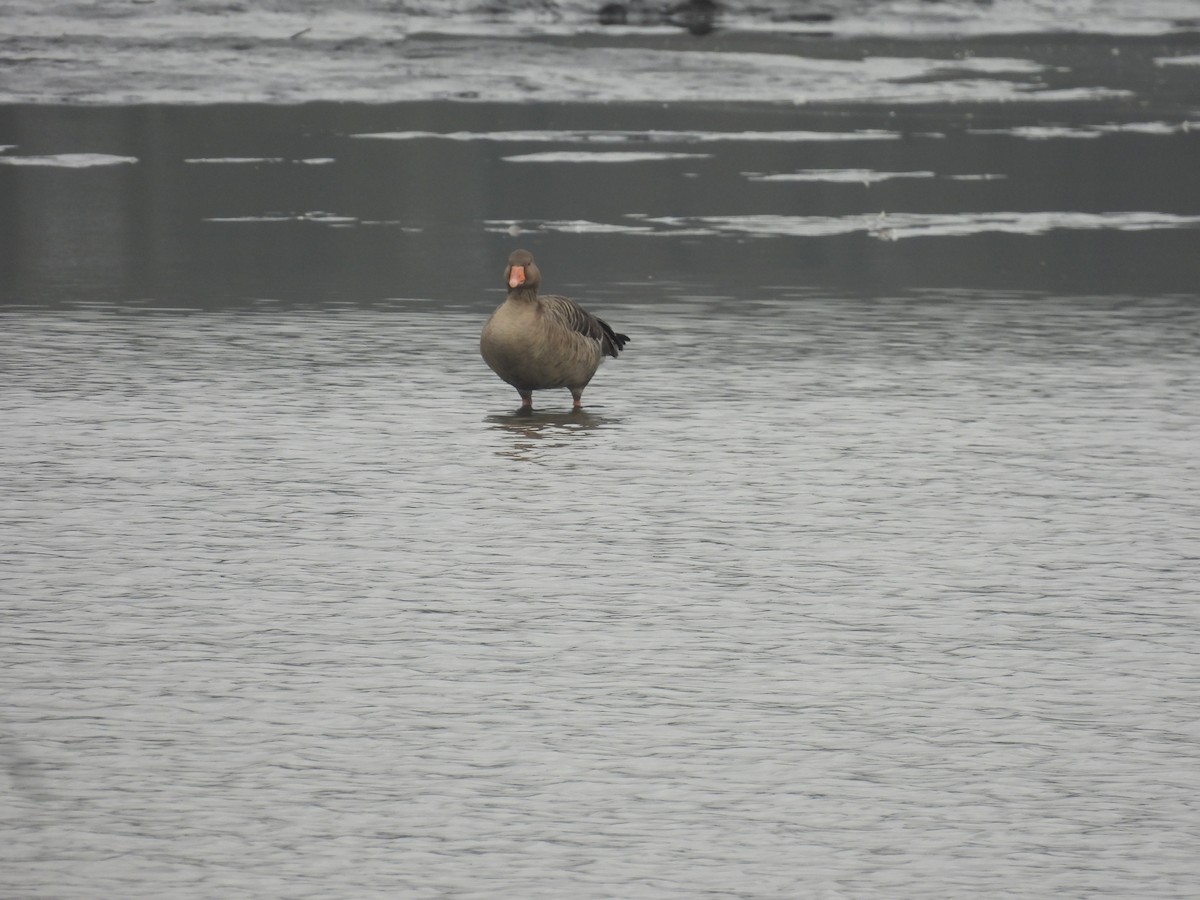 Graylag Goose - ML645053094