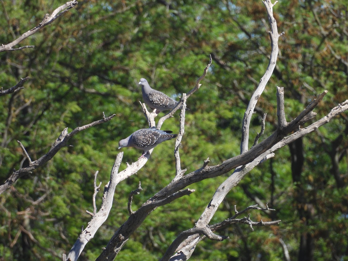 Spot-winged Pigeon - ML645053095