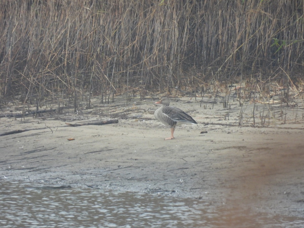 Graylag Goose - ML645053096