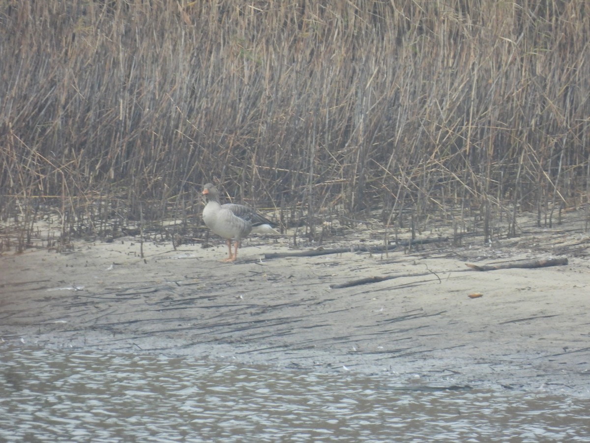 Graylag Goose - ML645053097