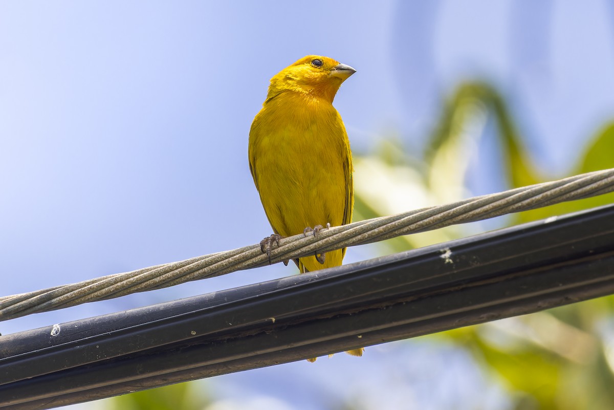 Saffron Finch - ML645053098