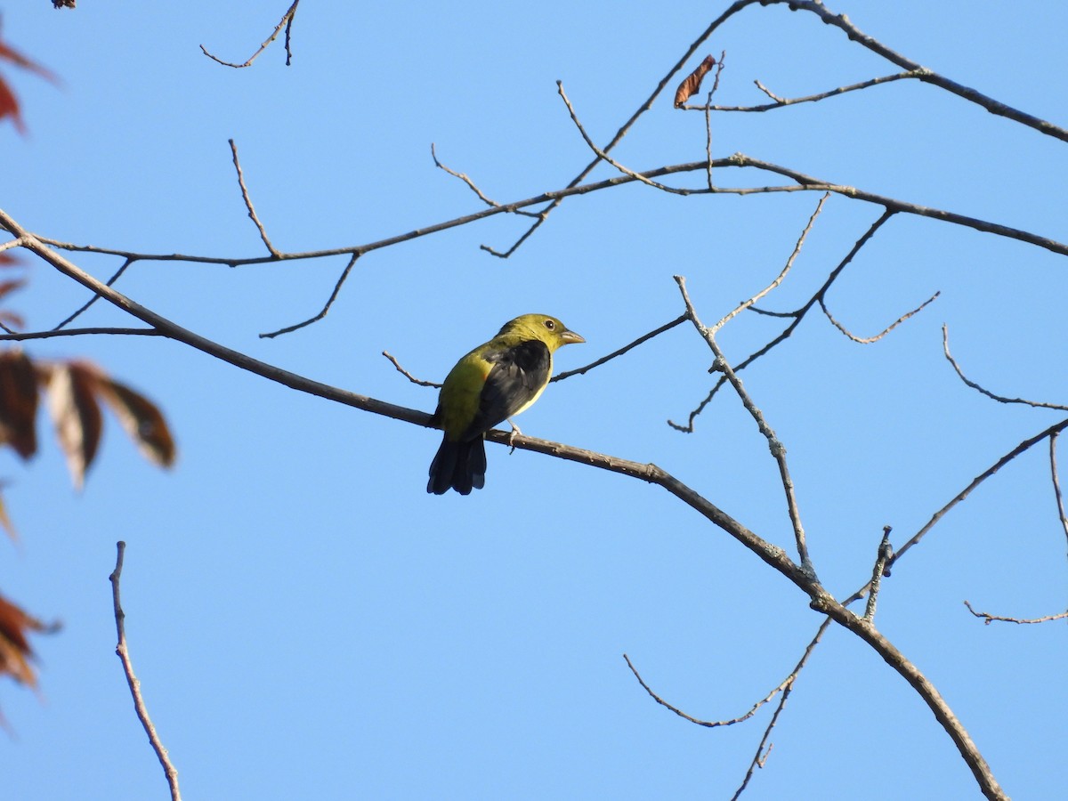 Scarlet Tanager - ML645053103