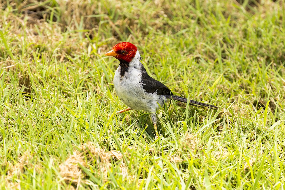 Yellow-billed Cardinal - ML645053104