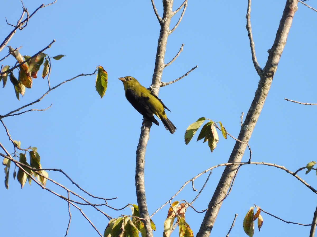 Scarlet Tanager - ML645053111