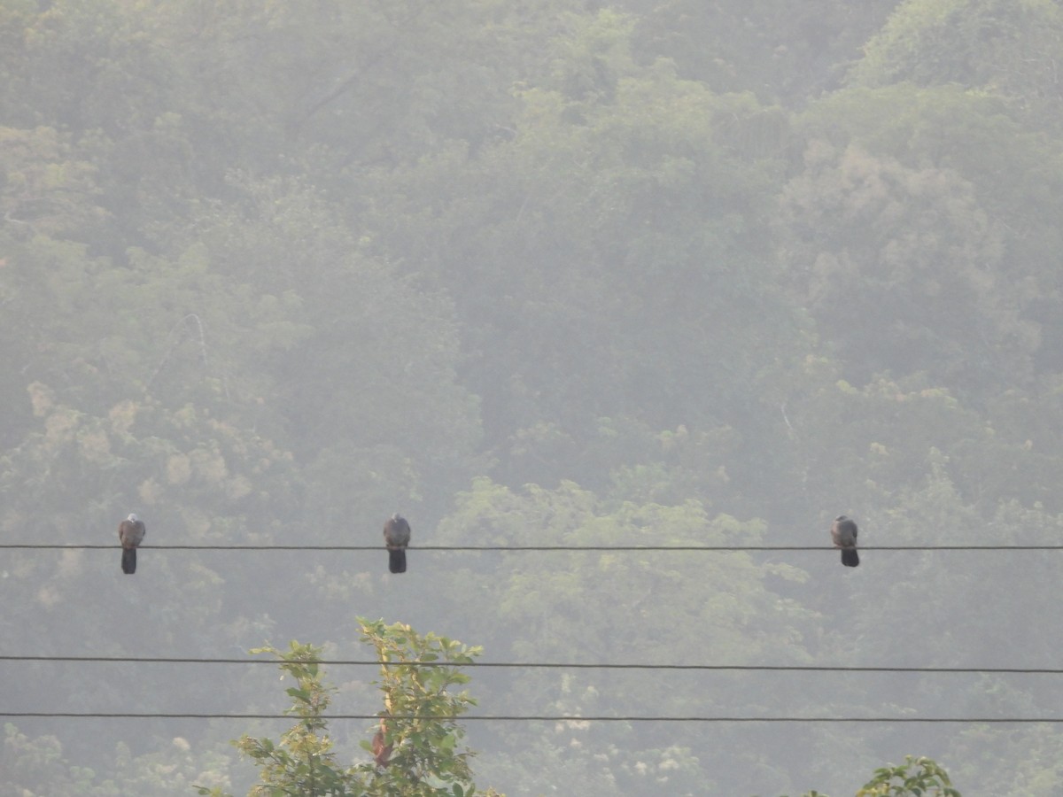 Nilgiri Wood-Pigeon - ML645053117