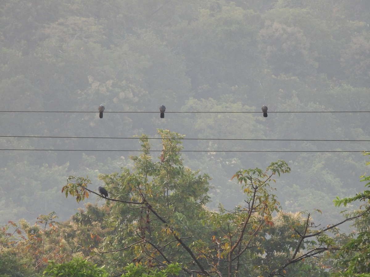 Nilgiri Wood-Pigeon - ML645053118