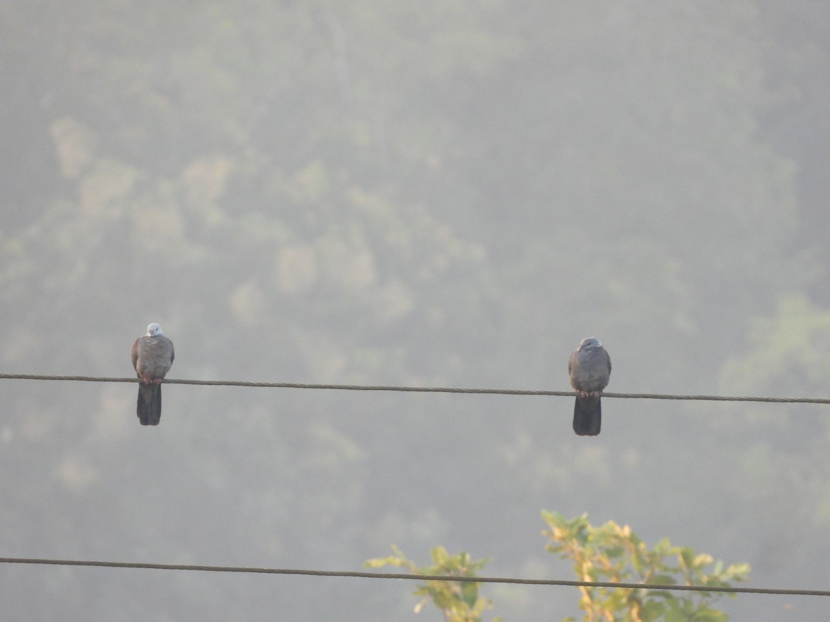 Nilgiri Wood-Pigeon - ML645053119