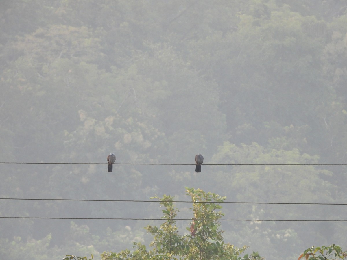 Nilgiri Wood-Pigeon - ML645053120