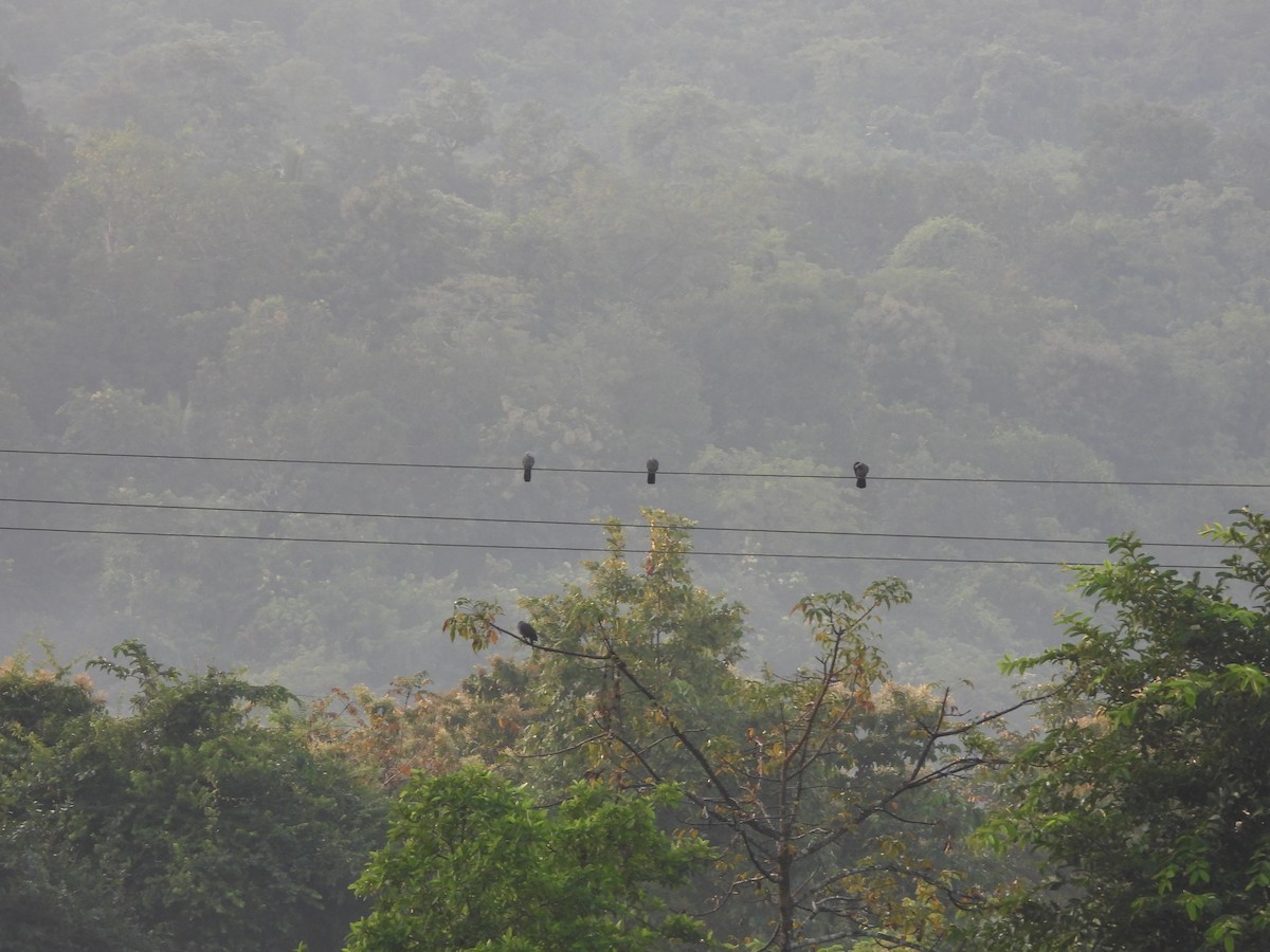 Nilgiri Wood-Pigeon - ML645053121