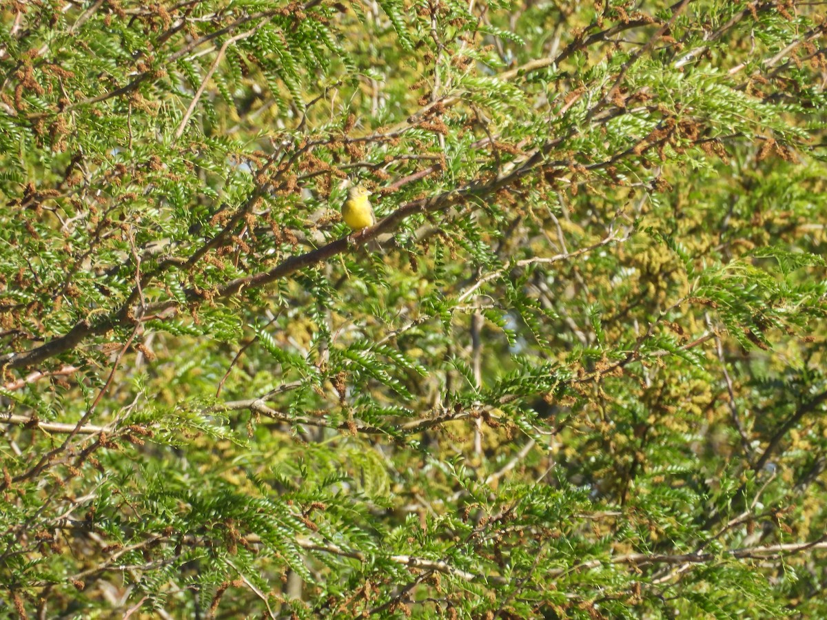 Kurzschnabel-Gilbtangare - ML645053123