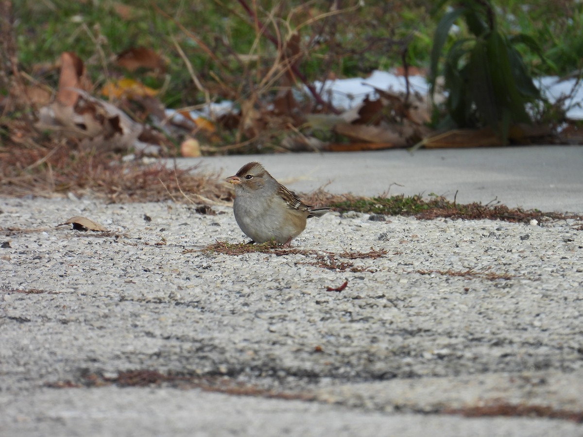 White-crowned Sparrow - ML645053133