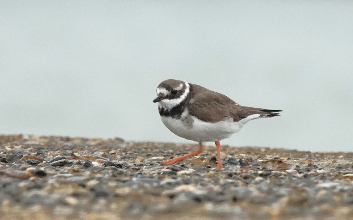 Common Ringed Plover - ML645053135
