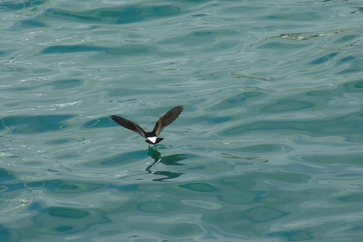 Wedge-rumped Storm-Petrel - ML645053141