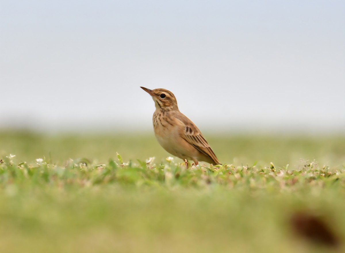 Paddyfield Pipit - ML645053149