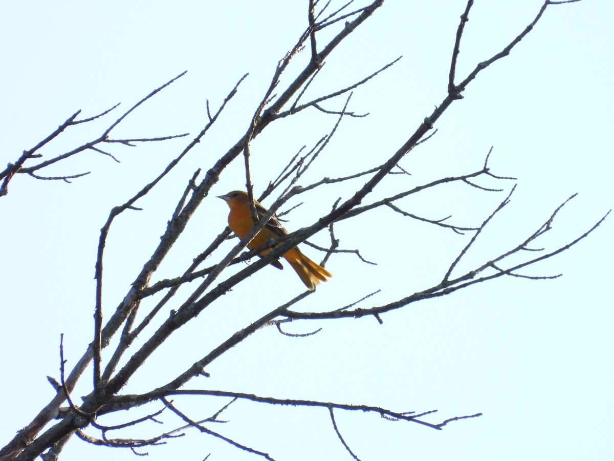 Baltimore Oriole - ML645053151