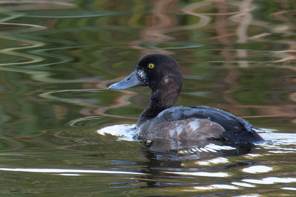 Fuligule milouinan - ML645053152