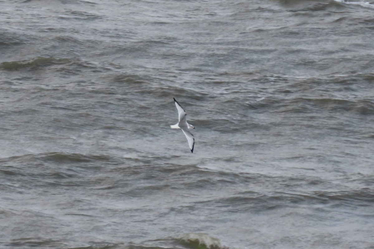 Kara Ayaklı Martı - ML645053156