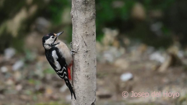 Orman Alaca Ağaçkakanı - ML645053184