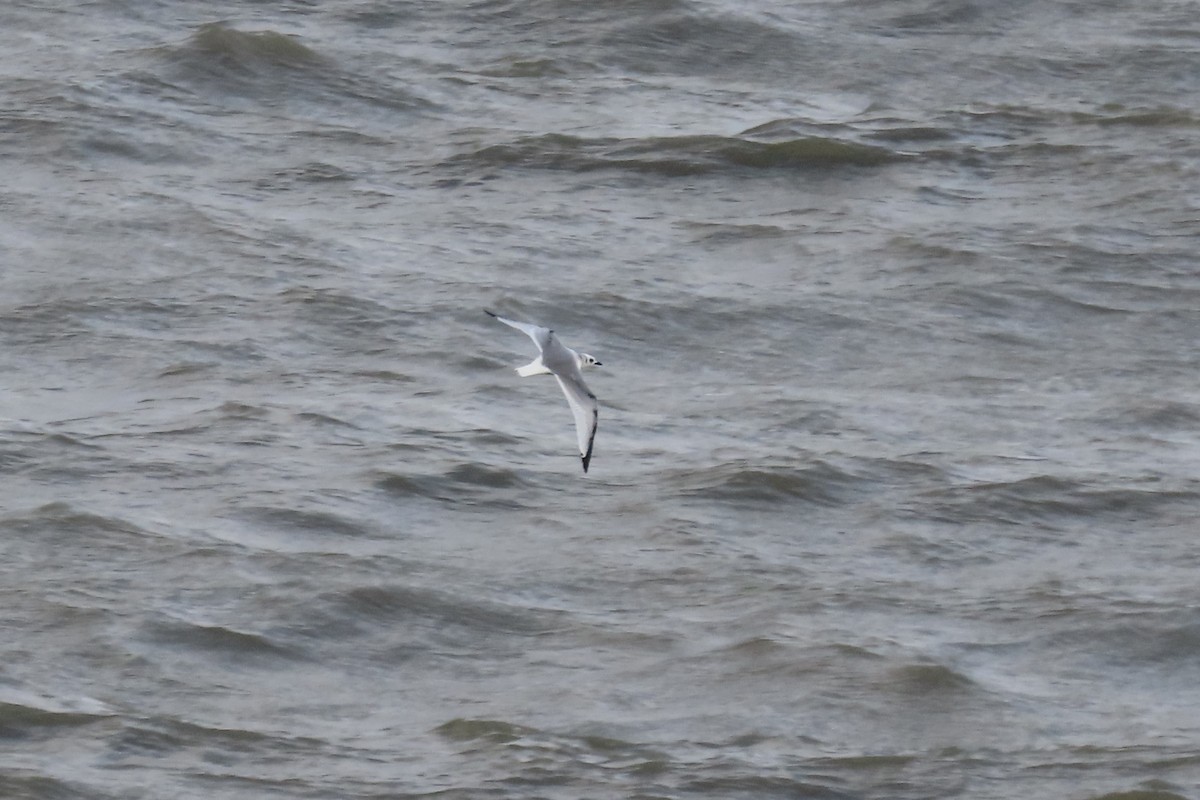 Kara Ayaklı Martı - ML645053185