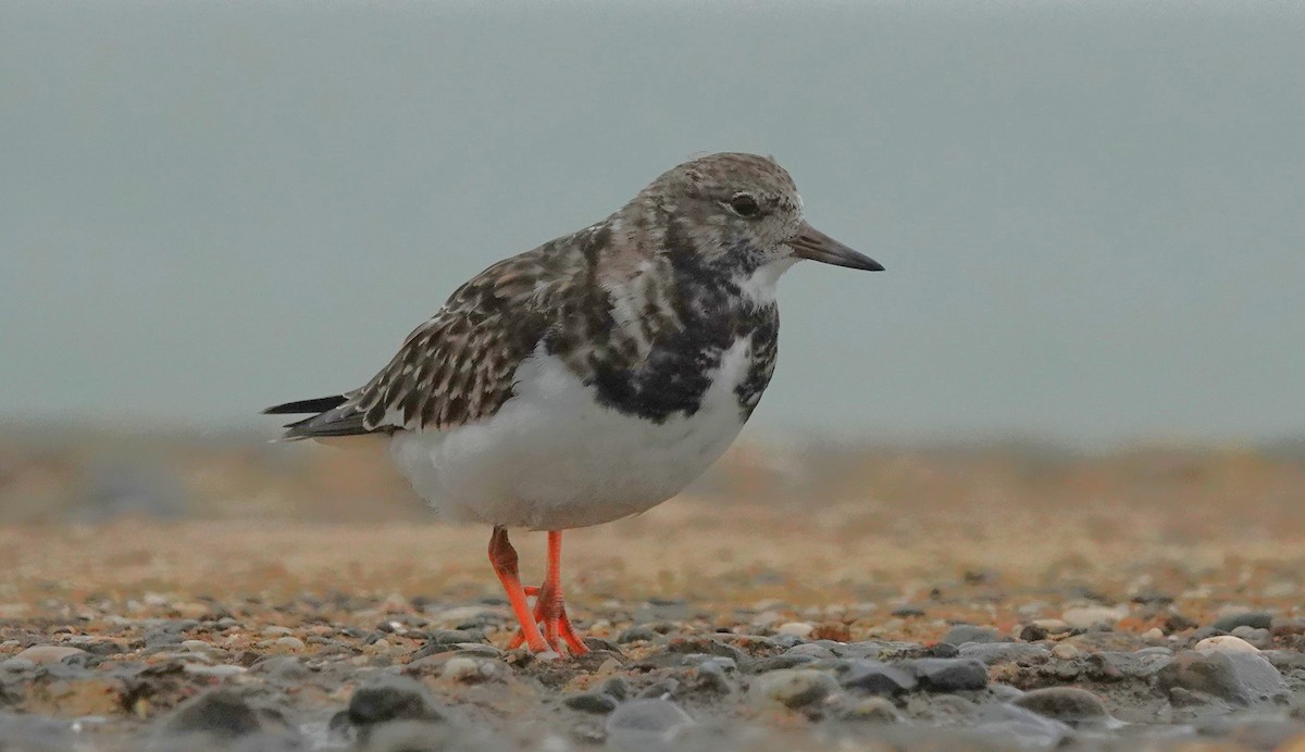 Ruddy Turnstone - ML645053186