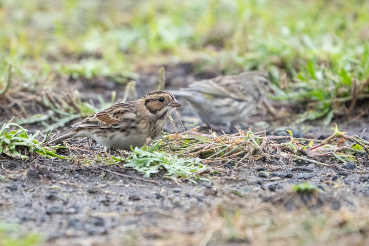 Lapland Longspur - ML645053191
