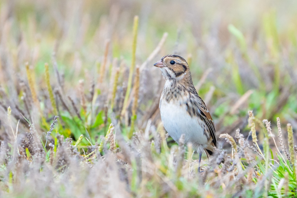 Lapland Longspur - ML645053192