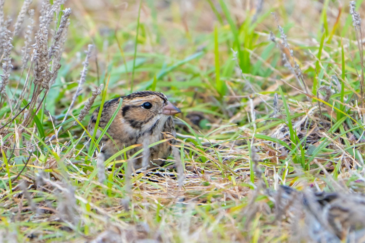 Lapland Longspur - ML645053193