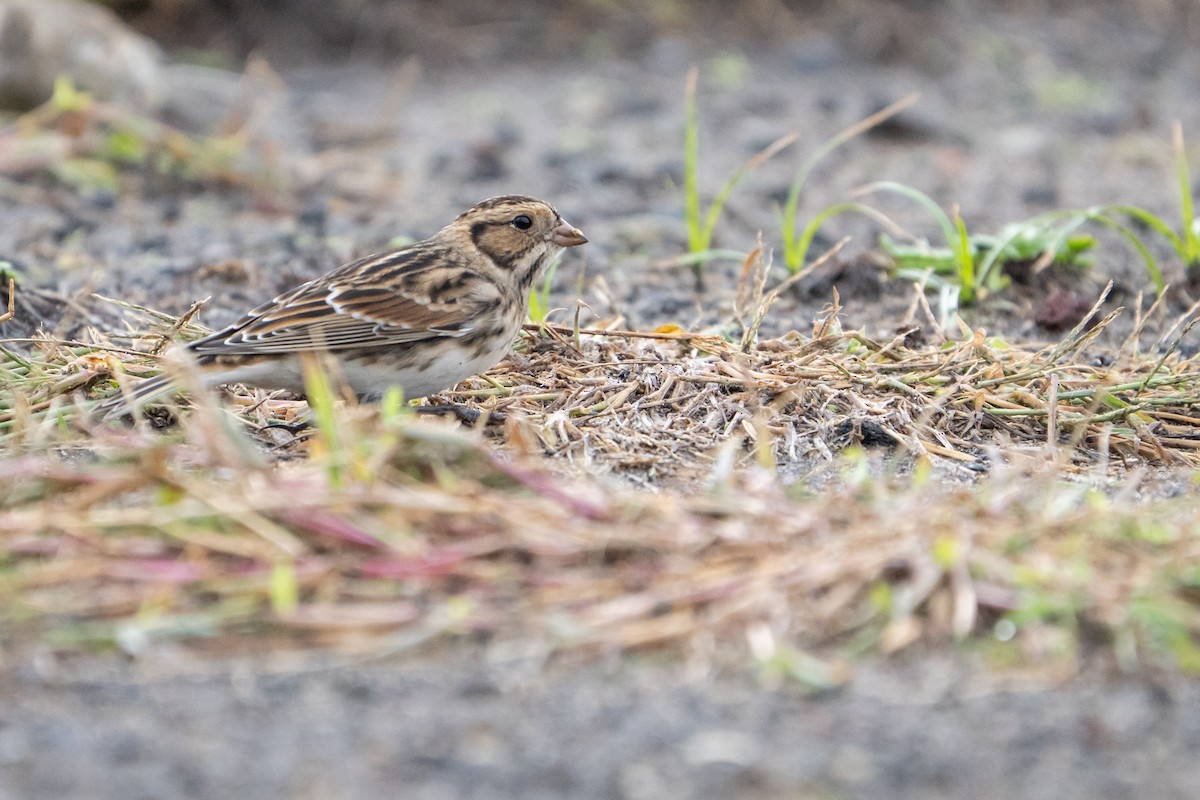 Lapland Longspur - ML645053194