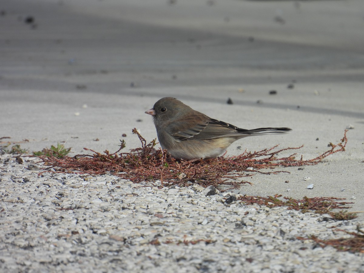 Dark-eyed Junco - ML645053195