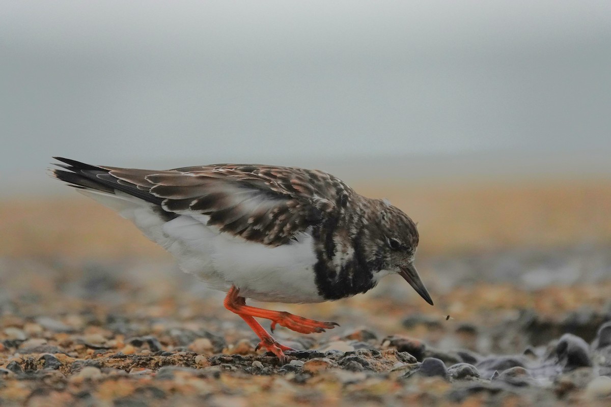 Ruddy Turnstone - ML645053196