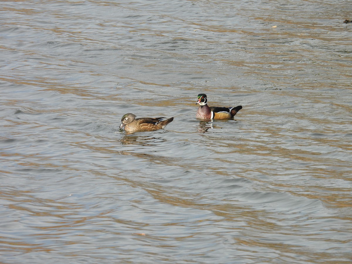 Anatra sposa - ML645053198