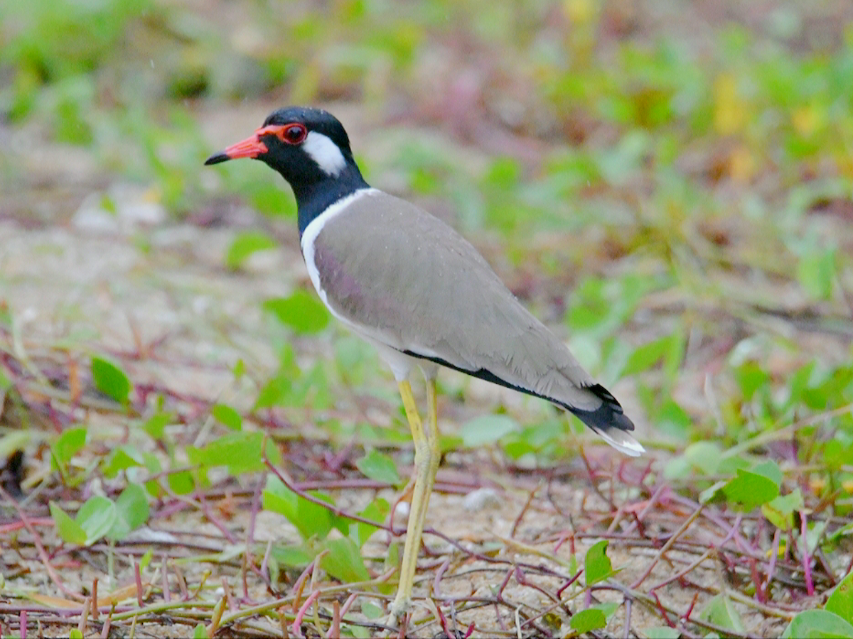 Red-wattled Lapwing - ML645053202