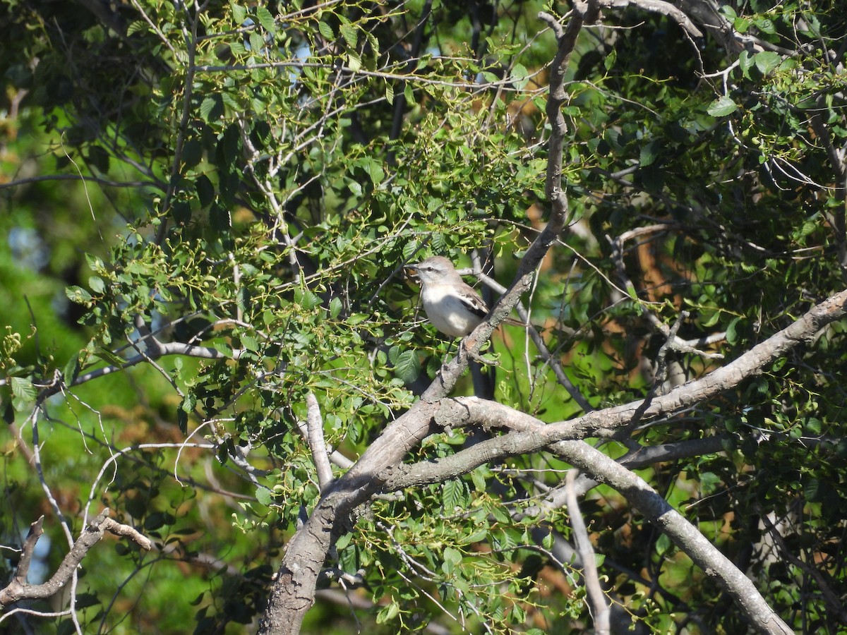 White-banded Mockingbird - ML645053216