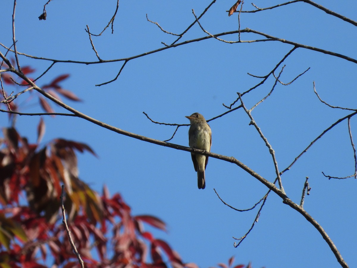 Eastern Wood-Pewee - ML645053217