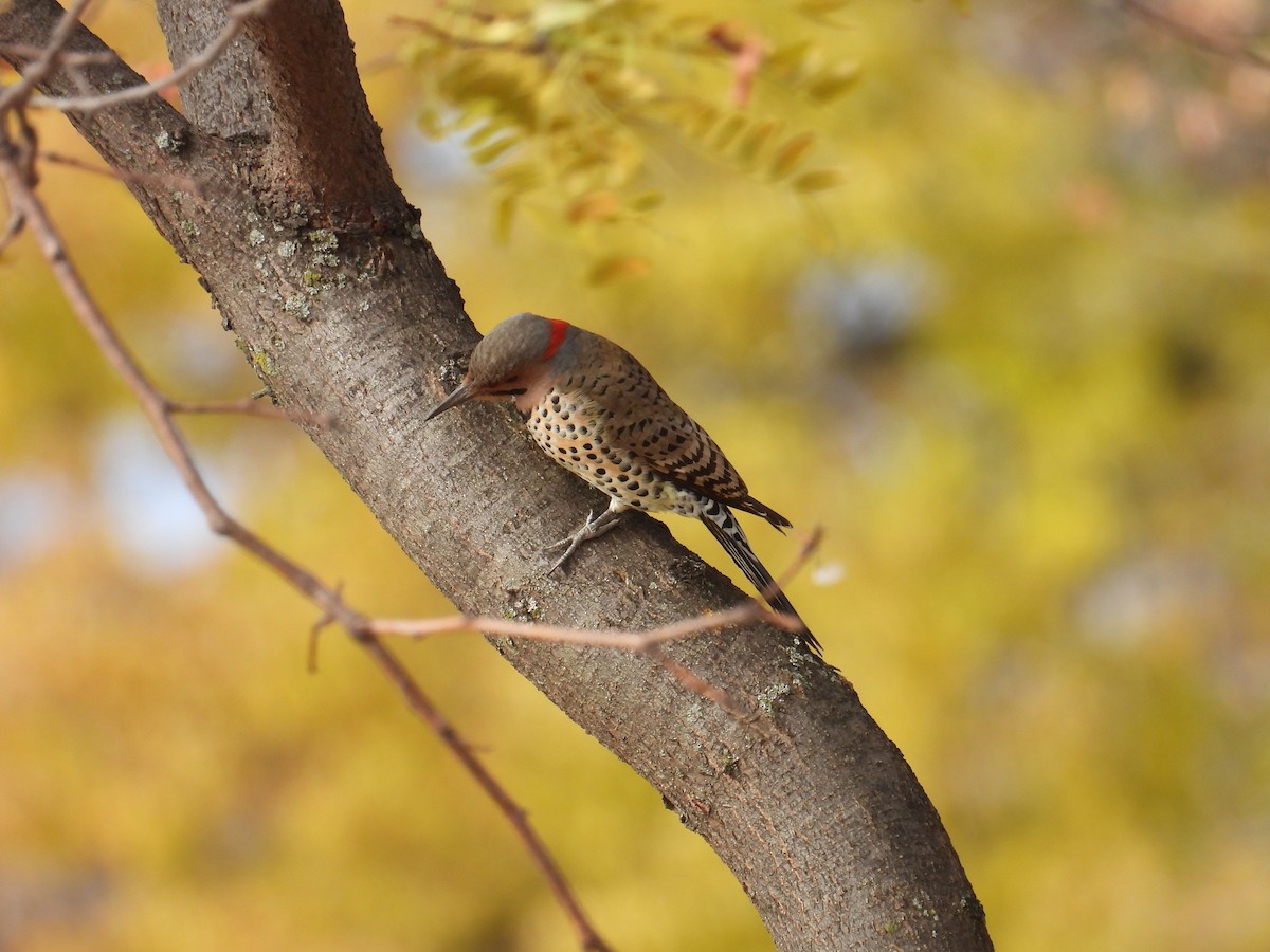 Northern Flicker - ML645053223