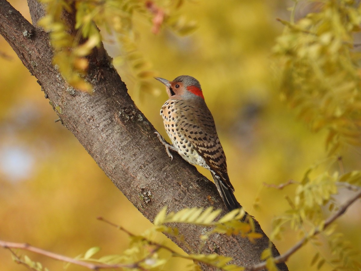 Northern Flicker - ML645053228