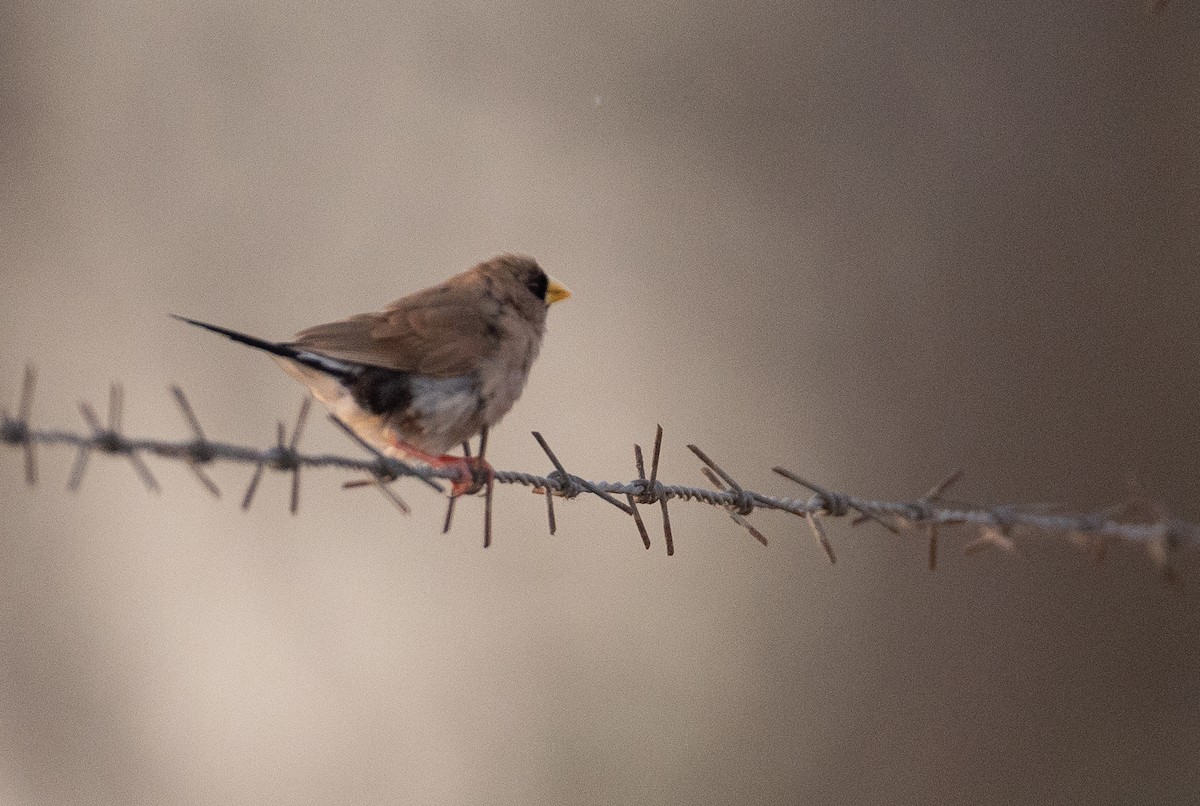 Masked Finch - ML645053241