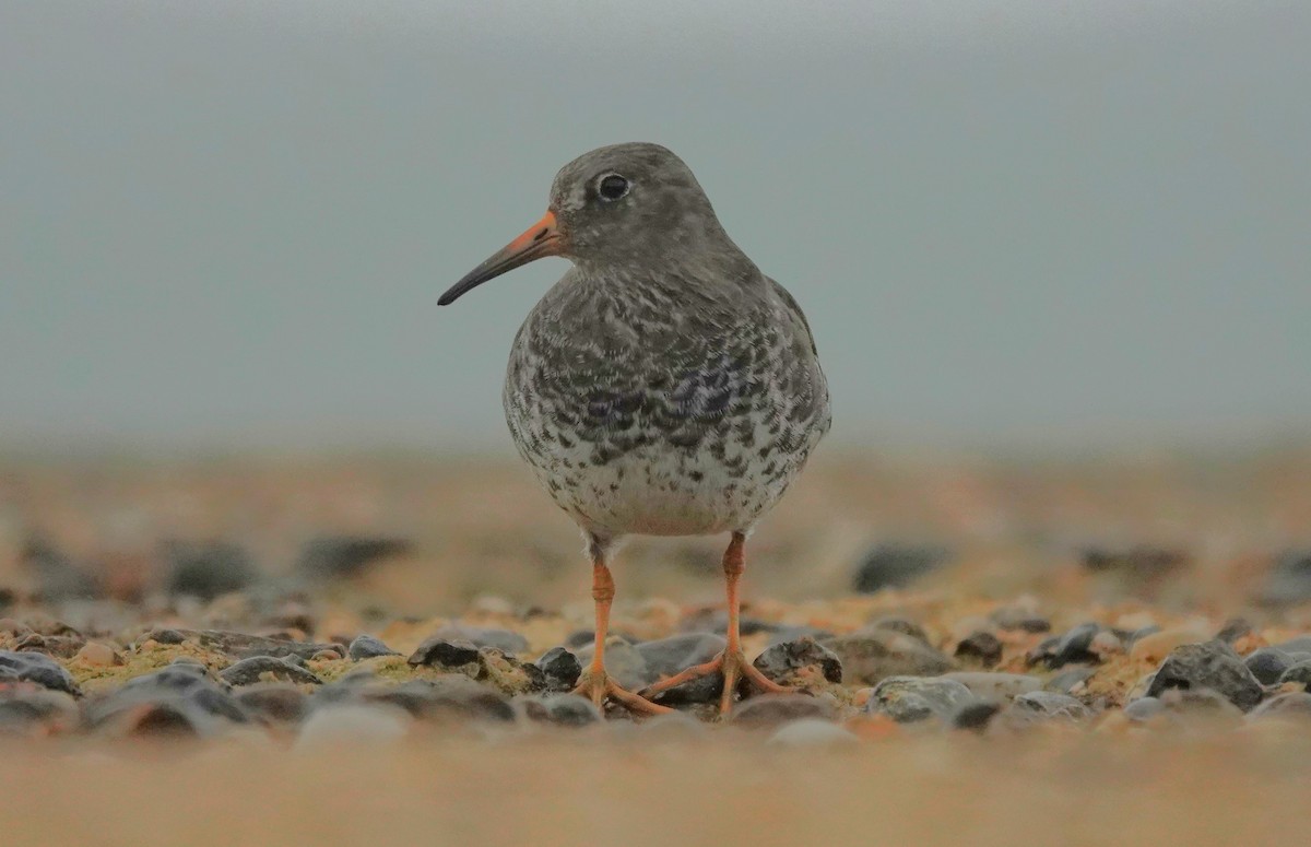 Purple Sandpiper - ML645053246